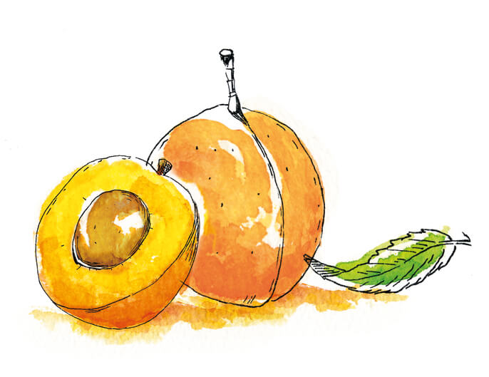 Illustration d'abricot Ã©quitable et bio